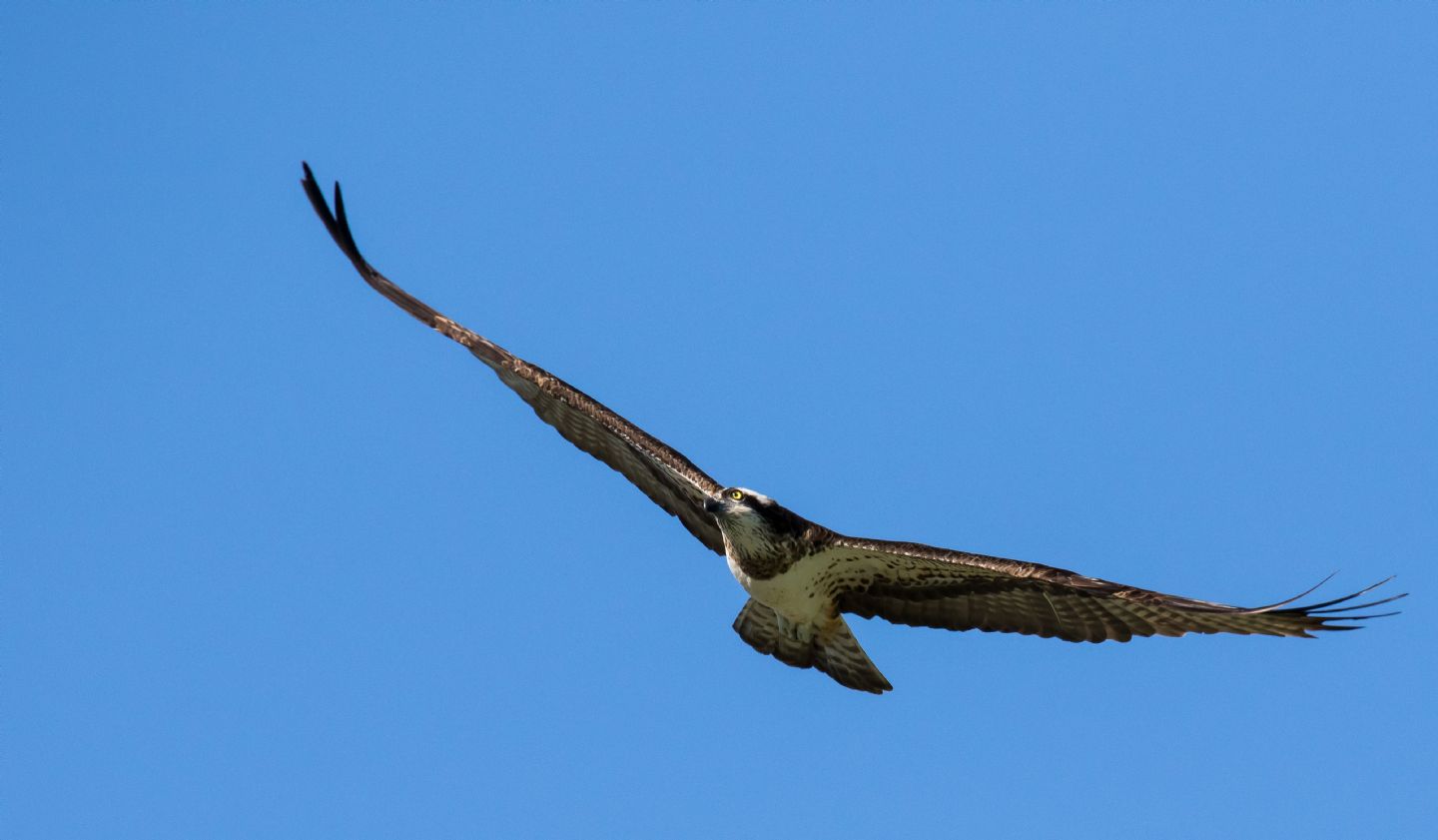 Falco pescatore